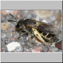 Lasioglossum sexstrigatum - Furchenbiene 01 5mm.jpg